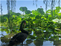 Scène d'été au parc Yuanmingyuan à Beijing