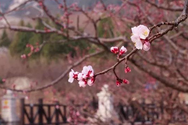 杏花开了 北京这座山又到了最美的时候 北京旅游网