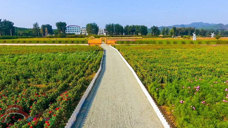 怀柔桥梓镇千亩圣泉生态景观花海赏花正当时喜迎八方客